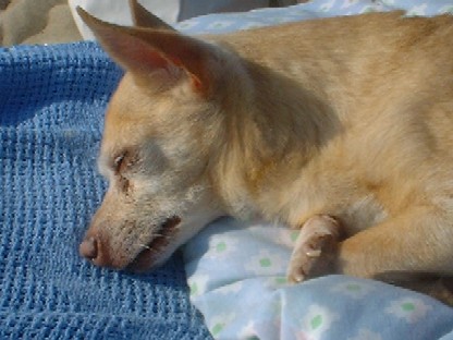 Sleeping in the Summer Sun...