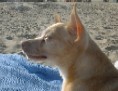 Sunning on Manhattan Beach