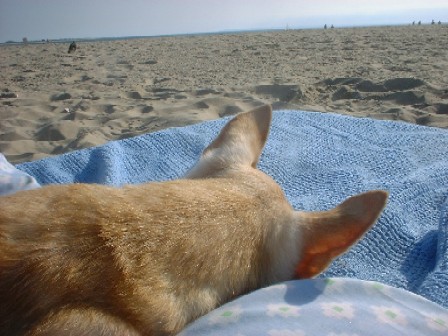 It's Late Summer, and the Beach is All Mine