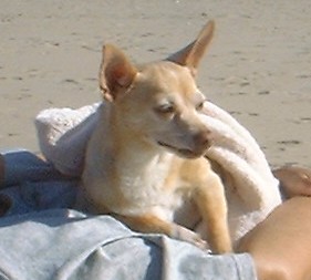 I've always been a beach dog at heart...