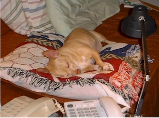 ... but never too tired to take another photo...