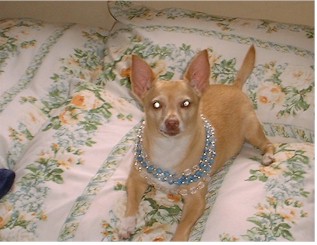 Blondie loves jewelry...