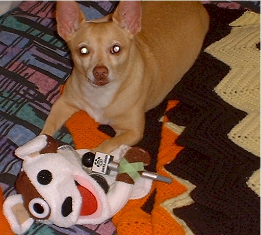 Blondie LOVES the Pets.com Sock Puppet...