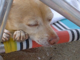 I know there's sand on my nose... but I'm just so relaxed ... zzz zzz zzz