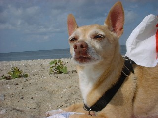 The Summer Wind Makes Me Feel Fine...