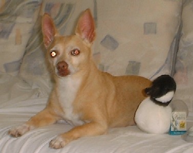 This is an Audobon Bird Toy with Real Bird Calls!