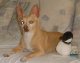 Blondie and her Canadian Goose Pal