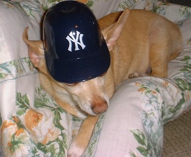 Blondie loves the Yankees!