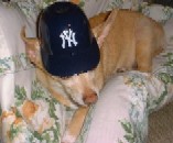 Yankee Dog