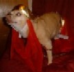 Halloween 04, I Dream of Jeanie I