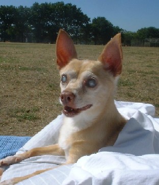 My Eyes Ain't What They Used to Be, But I think I smell a hot dog