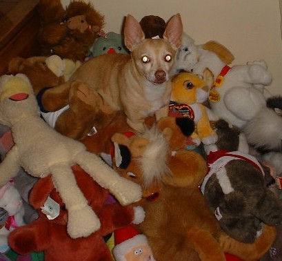 You do not want to know what Blondie does with these stuffed animals...