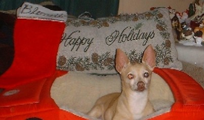 Honestly, I really can't wait to open the presents...