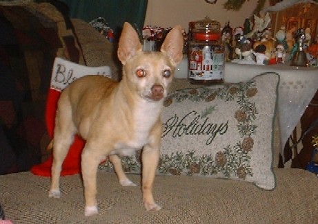 See that jar behind me? THAT is the jar with the treats. I could go for a Christmas treat right about NOW!