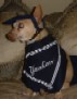 Halloween 05, Yankee Dog