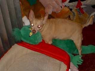 Blondie has LOTS of stuffed animals she plays with...