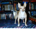 'Yo quiero books -- and FOOD!!!'