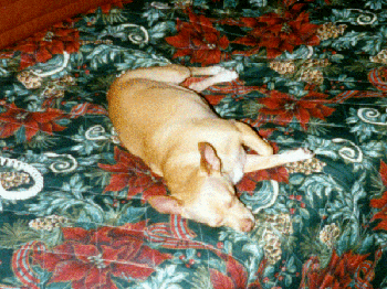 ... and also tired after EATING all her holiday gifts!